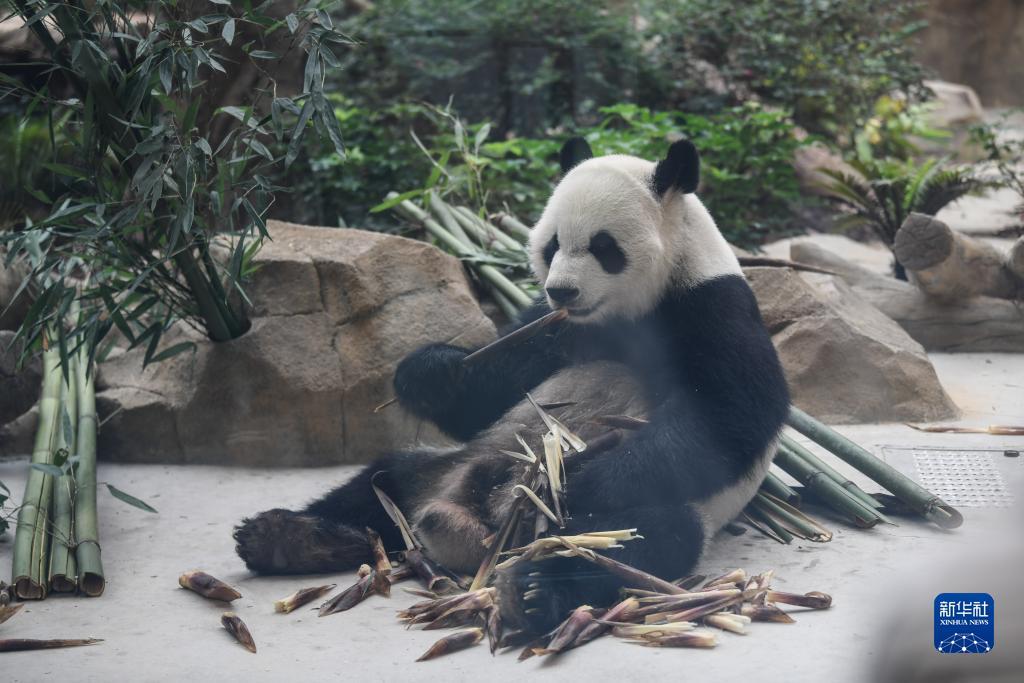 乐东老虎机